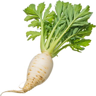 Radish