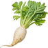 Radish