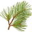 Pine needle