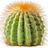 Green cactus