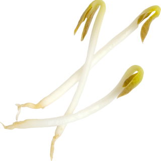 Bohnensprosse
