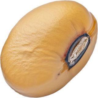 Sojabohne