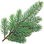 Blue spruce