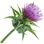 Milk thistle