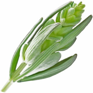 Green lavender
