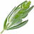 Green lavender