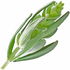 Green lavender