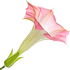 Angel's trumpet