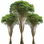 Rain forest accord