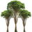 Rain forest accord