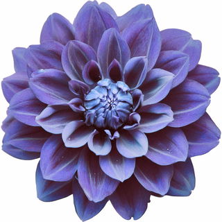 blaue Dahlie