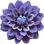 blaue Dahlie