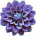 blaue Dahlie