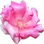 Bayahibe rose