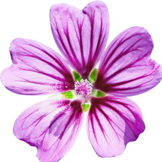 Common mallow