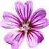 Common mallow