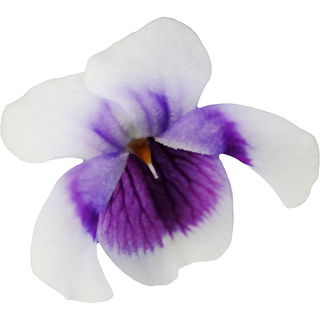 Viola hederacea