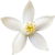 Bergamot blossom
