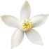 Bergamotteblüte