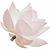 weißer Lotus