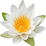 Water lily