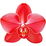 rote Orchidee