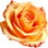 Caribbean rose