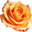 karibische Rose
