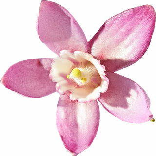 Currant blossom