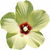 Abelmoschus