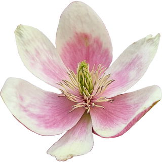 Magnolia figo