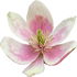 Magnolia figo