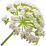 Valerian