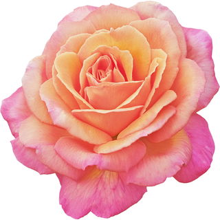 Fantasia rose