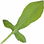 Red sorrel