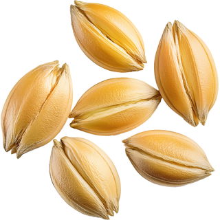 Malt