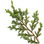 Juniper leaf