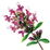 Wilder Thymian