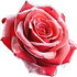 Frosted rose