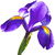 Iris tingitana