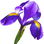 Iris tingitana absolute