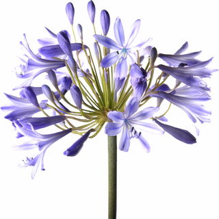 Agapanthus