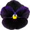 Black pansy
