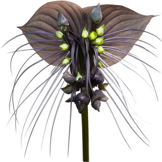 Bat flower