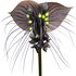 Bat flower