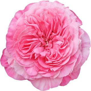 Bourboniana rose absolute