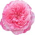 Bourboniana rose absolute