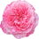 Bourboniana-Rose Absolue