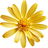 Senecio