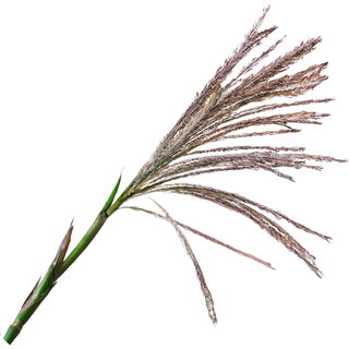 Bambusblüte